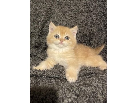 Anne baba şecereli safkan golden ny12 erkek kedimiz