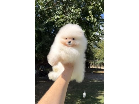 Show kalite üst düzey muhteşem kürk pomeranian boo
