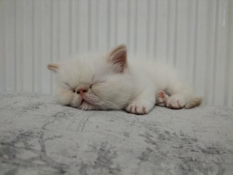 Exotic shorthair 2 aylık erkek