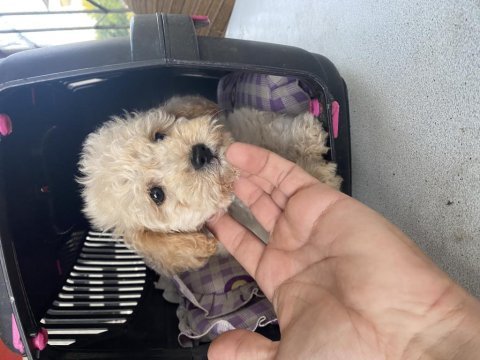 Maltese terrier yavrumuz için ulaşın