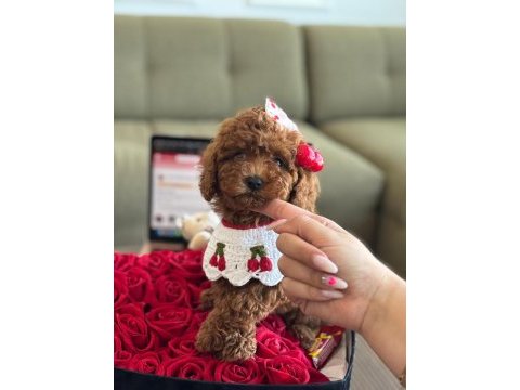 Baby face poodle bebekler