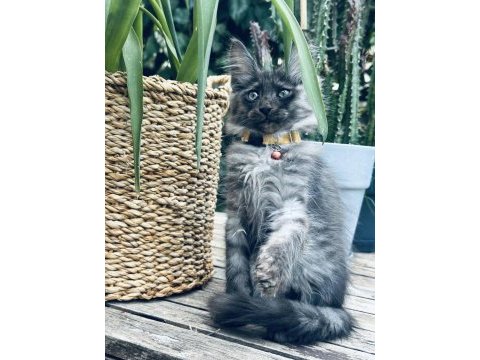 İki buçuk aylık maine coon yavruları