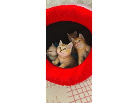 British shorthair çok oyuncu evcilmen yavrular