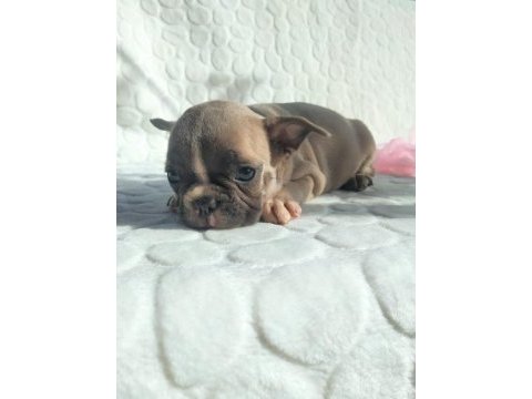 Güzeller güzeli merle ve blue fawn french bulldog yavrular