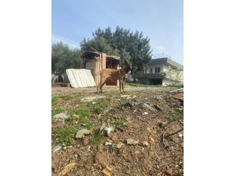 Üst düzey orijinal belçika malinois erkek