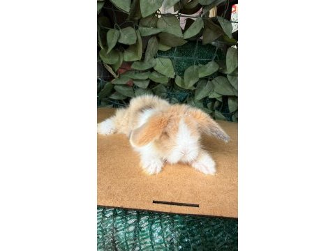Hollanda lop ve cüce tavşan yavruları