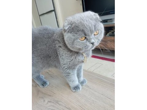 Sahiplendirme scottish fold