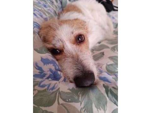 Tam ev köpeği