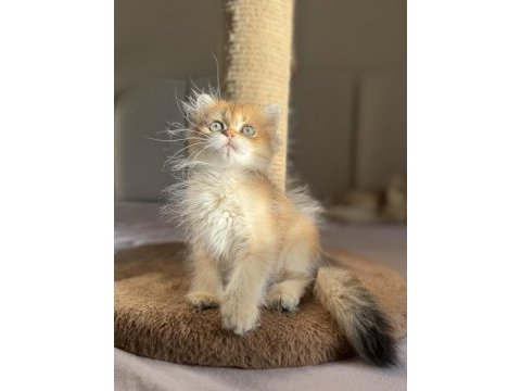Ny11 golden mükemmel kalite british longhair
