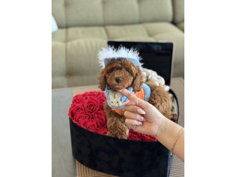 Büyümeyen boy teacup poodle bebeğim