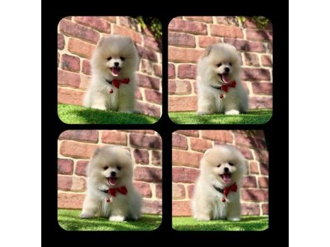 Pomeranian yavruları