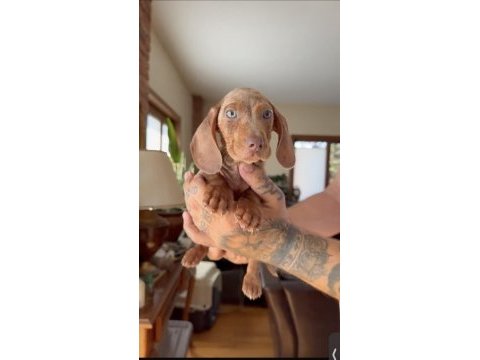 Egzotik mavi gözlü aşılı dachshund yavrumuz çiftlik