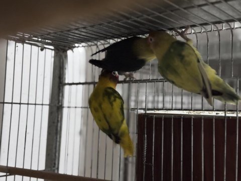 Cennet papağanı her renk