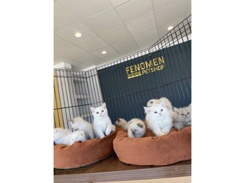Orjinal ırk yavru kediler magazamızda canlı görün