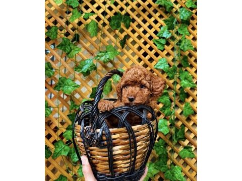 Poodle bebekler