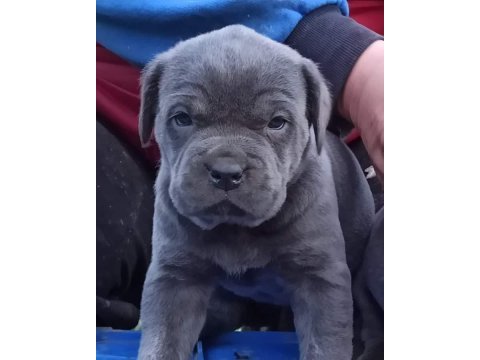 Cane corso yavruları mükemmel arayanlara