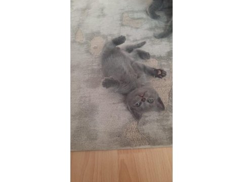 Scottish fold 45 günlük tuvalet ve mama egitimlidir