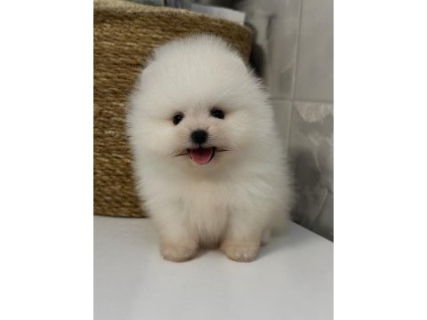 Orjinal pomeranian boo yavrularımız