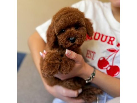 Toy poodle 3 aylık erkek yavrumuz