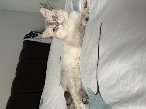A kalite son 2 yavru british shorthair