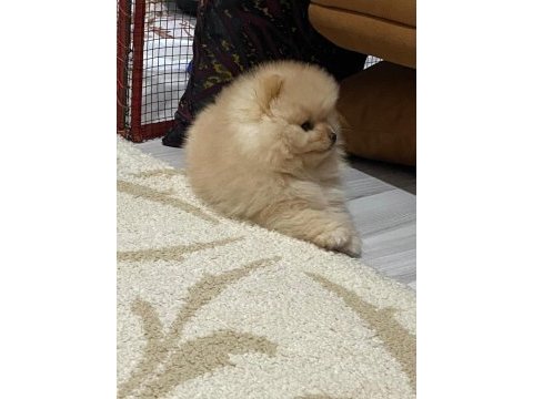 Sevimli pomeranian vegas