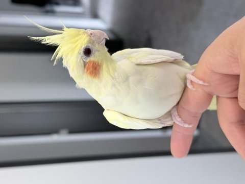 Erkek lutino sultan papağanı