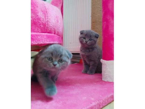 Yavru scottish fold sevimli kediler