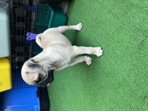 Üst kalite pug mops bebekler