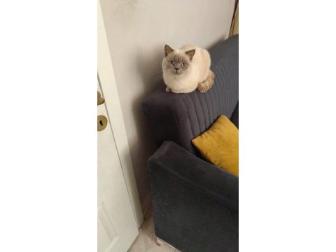 British shorthair blue point