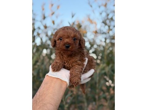Herkes poodle sahibi olsun