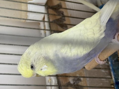 Orijinal şov muhabbet kuşu takım al götür 8000