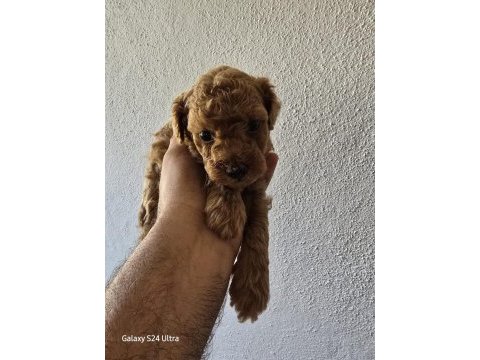 Yavru top poodle sağlık ve ırk garantilidir