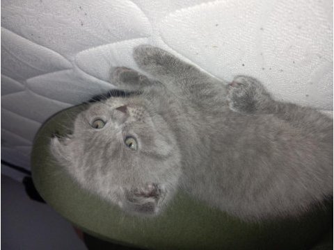 45 günlük scottish fold bebeklerim sahiplendirmeye hazır