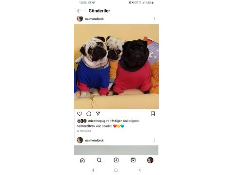 Orijinal pug mops