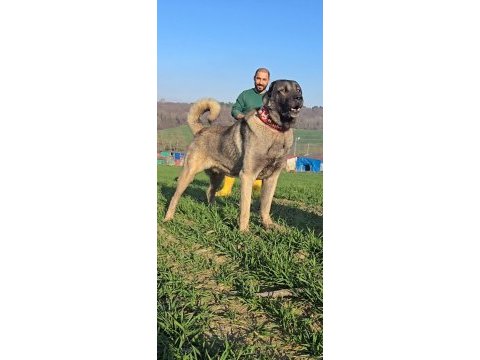 Kral sarı kangal yavruları