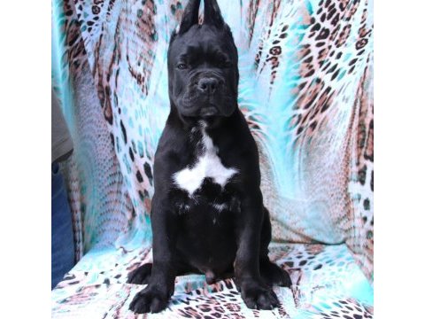 Fcı-kıf secereli safkan cane corso yavrularımız