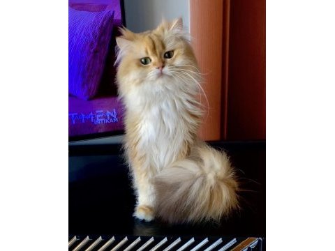Şecereli british longhair golden yetişkin erkek
