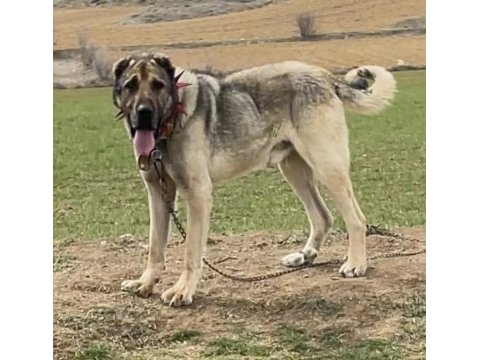 2 aylık erkek kangal
