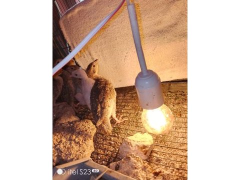 2 aylık palazlar keklik ve sülün
