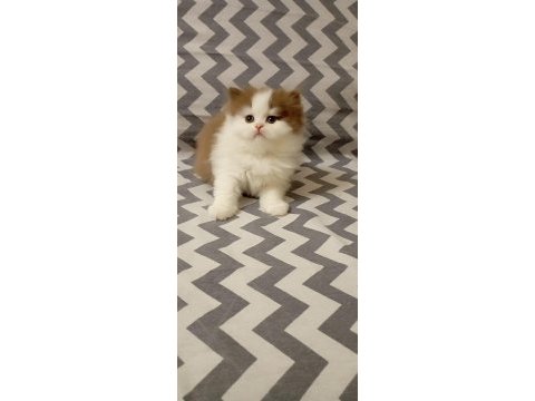 Cinnemon bi color british longhair yavrularımız