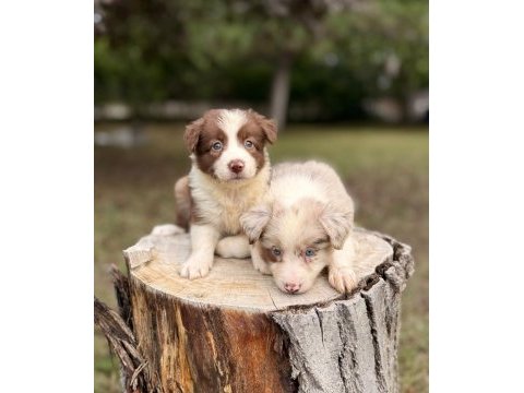 Border collie a kalite yavrularımız