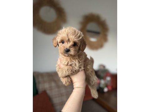 Kore maltipoo teacup bebeğim