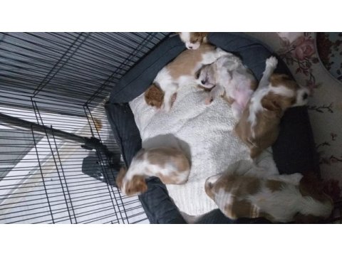 Sağlık ırk garantili cavalier king charles yavrular