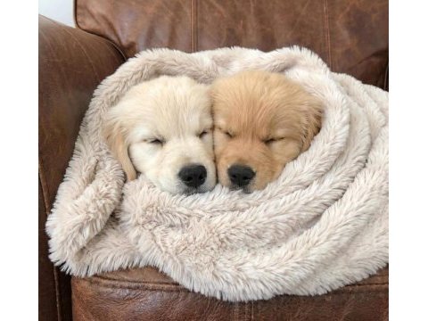 Dişi erkek golden retriever kapıda ödemeli güvenli sistem