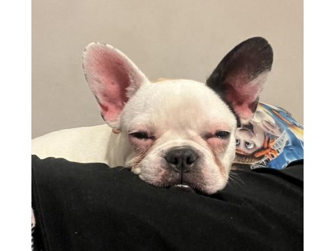 Kısırlaştırılmış french bulldog