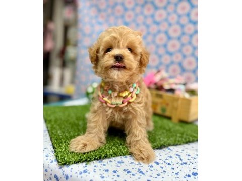 Dizayn ırk maltipoo sevimli bebekler 