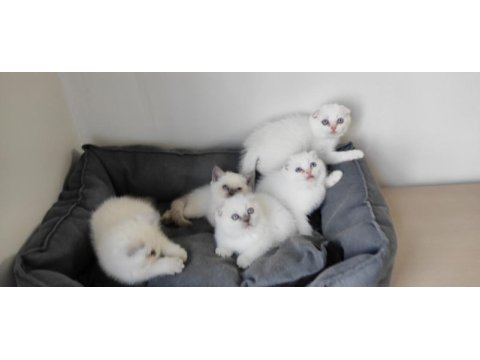 British shorthair yavrular