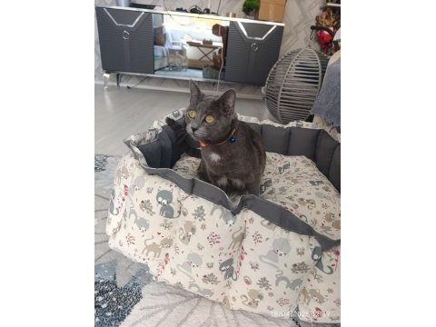 1 yaşında british shorthair
