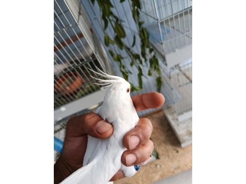 3 aylık yavru albino sultan papağanı