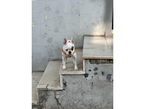 French bulldog köpeğimize yeni sahibi aranıyor paploya